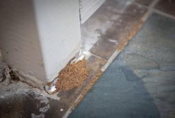 Termites droppings