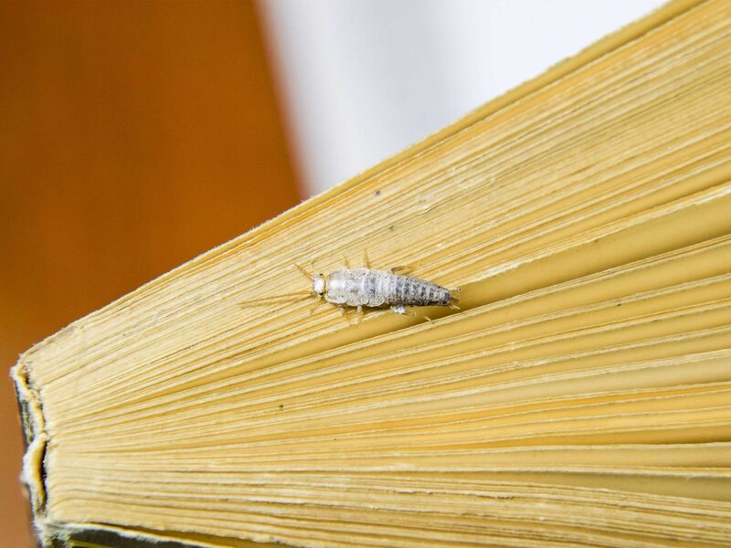  السمك الفضي