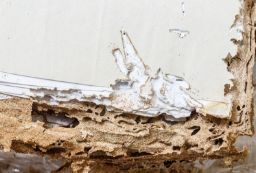  Empty and Damaged wood