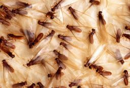  Termite’s swarms