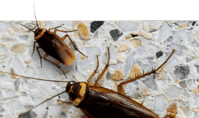 مكافحة الصراصير