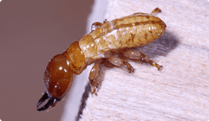  النمل الأبيض الجاف