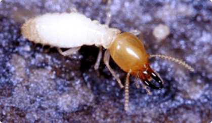  النمل الأبيض الفورموزى