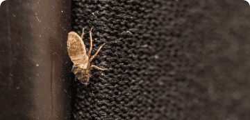 Bed bugs infestation symptoms