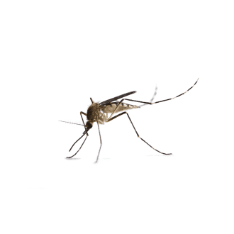 Mosquitoes