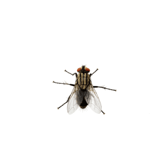 Flies