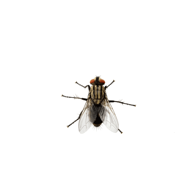 Flies