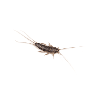 SilverFish
