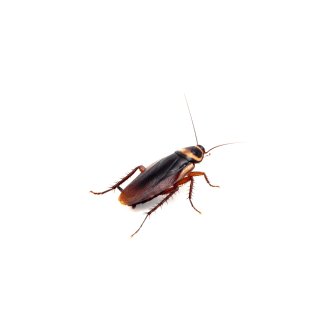 Cockroaches