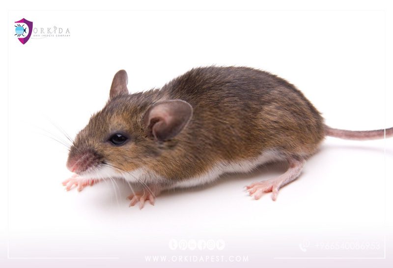 White Footed Mice