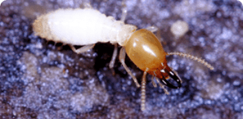 Formosan Termites - How To Get Rid