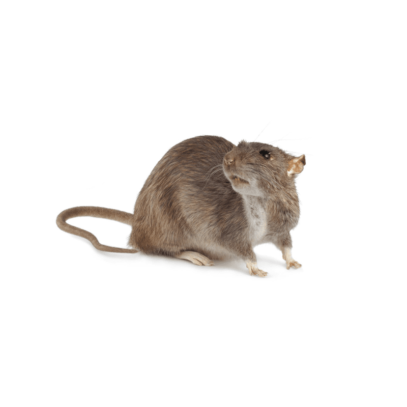 الفأر النرويجي