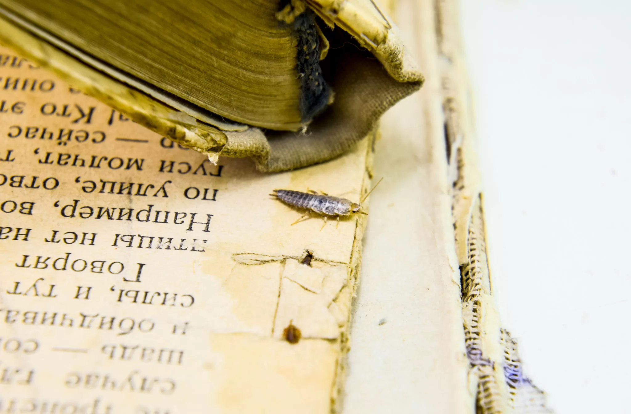   Yellow spots on various surfaces with silverfish Remnants.