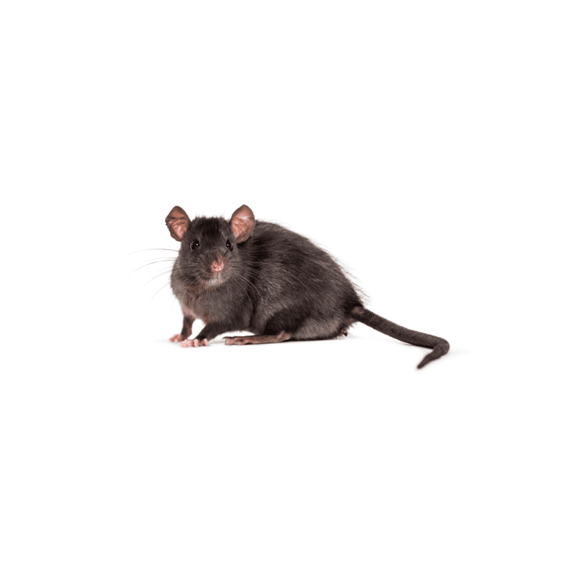 فئران السقف