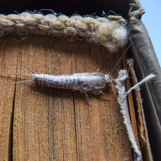 Silverfish Control