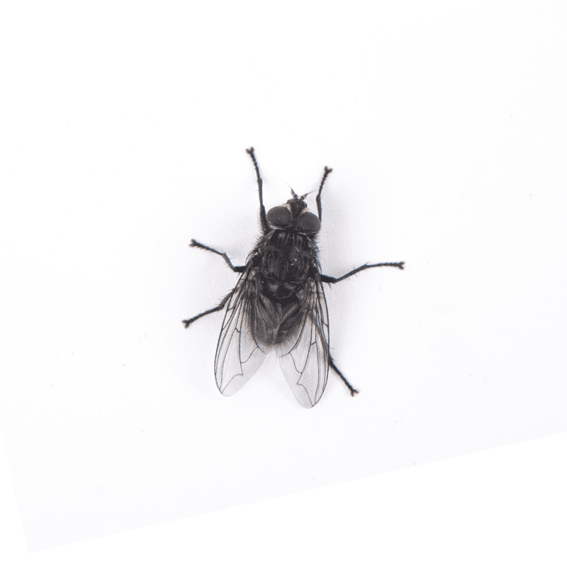 Flies | Facts & Identification, Control & Prevention