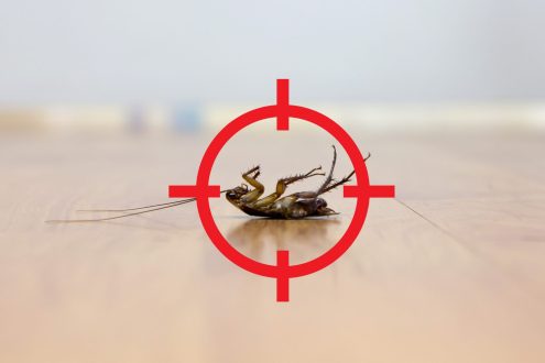 خطوات للتخلص من الحشرات في الشتاء