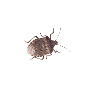 Stink Bugs