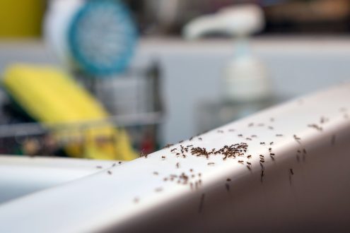 سبب وجود النمل في الحمام