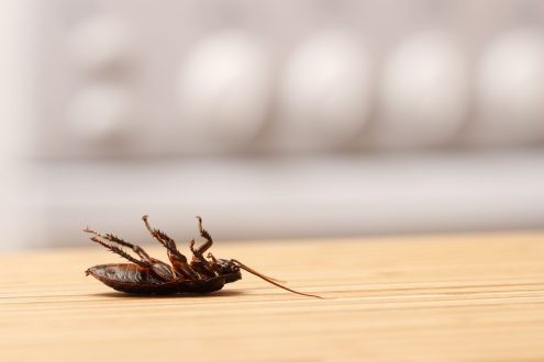 اسباب وجود الصراصير بالمطبخ