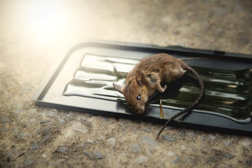 اسرع طريقة لقتل الفئران