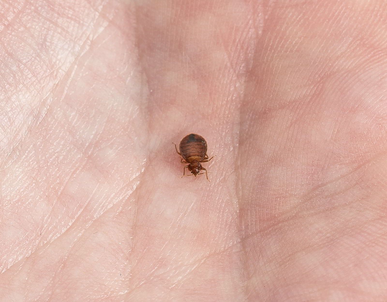 اضرار بق الفراش