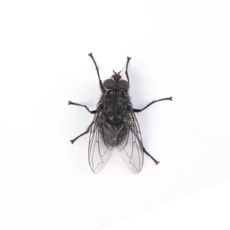 Black flies
