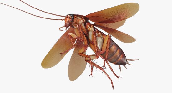 الصرصور الطائر