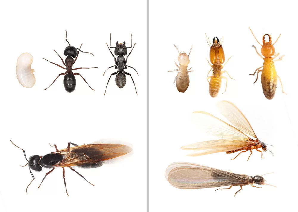 الفرق بين النمل الأبيض والأسود jpg