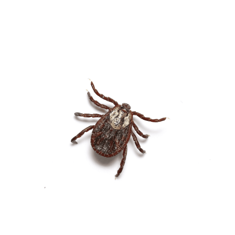 Ticks