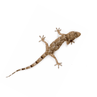Gecko