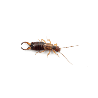 Earwig