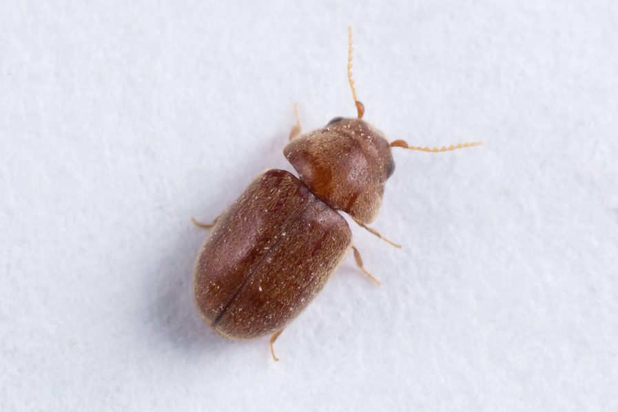 حشرة السوس في البيت