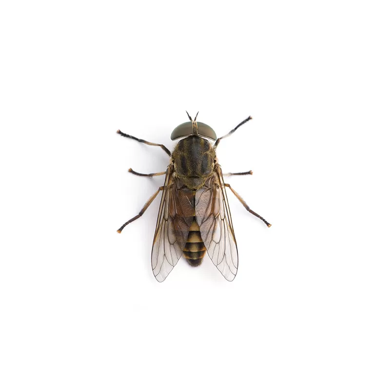 Horse flies