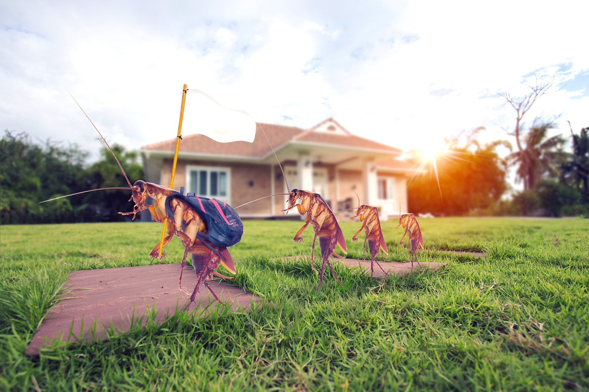 طرد الصراصير من المنزل
