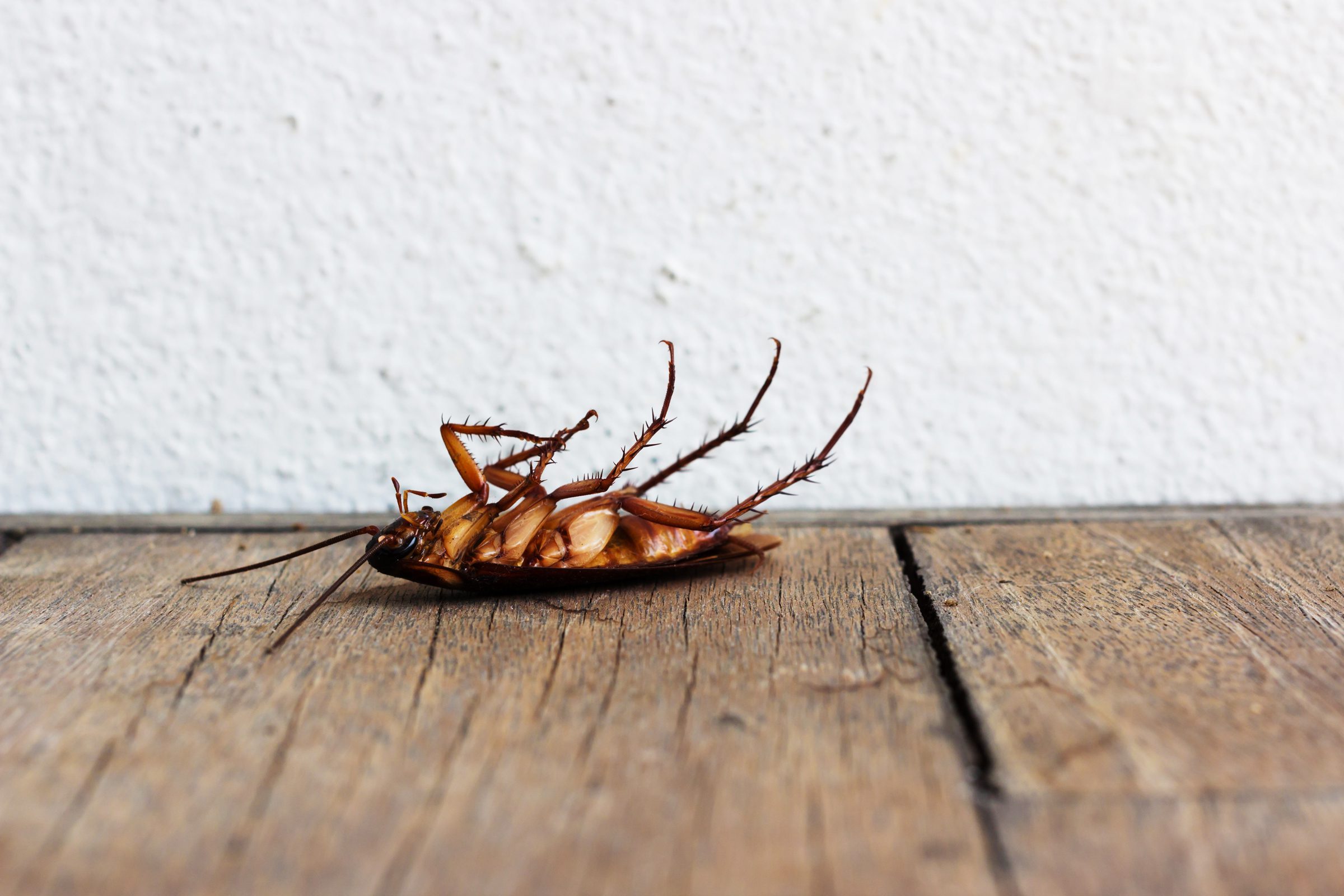 طريقة فعالة للقضاء على الصراصير