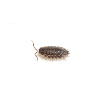 Woodlouse