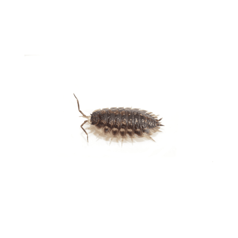 Woodlouse