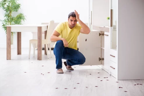 كيف اتخلص من حشرات المنزل الصغيرة