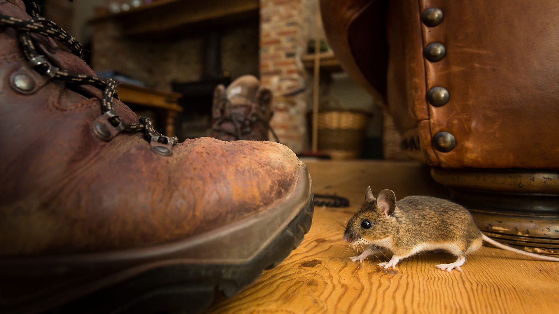 كيف اقضي على الفئران في بيتي؟