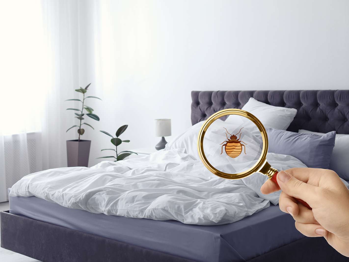 كيف نقضي على البق نهائيا