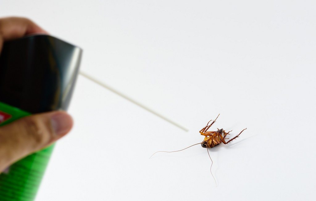 كيف يمكن التخلص من حشرات المنزل