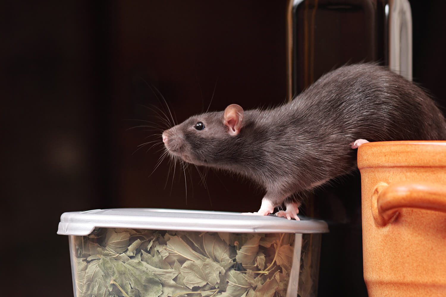 ما الذي يطرد الفئران