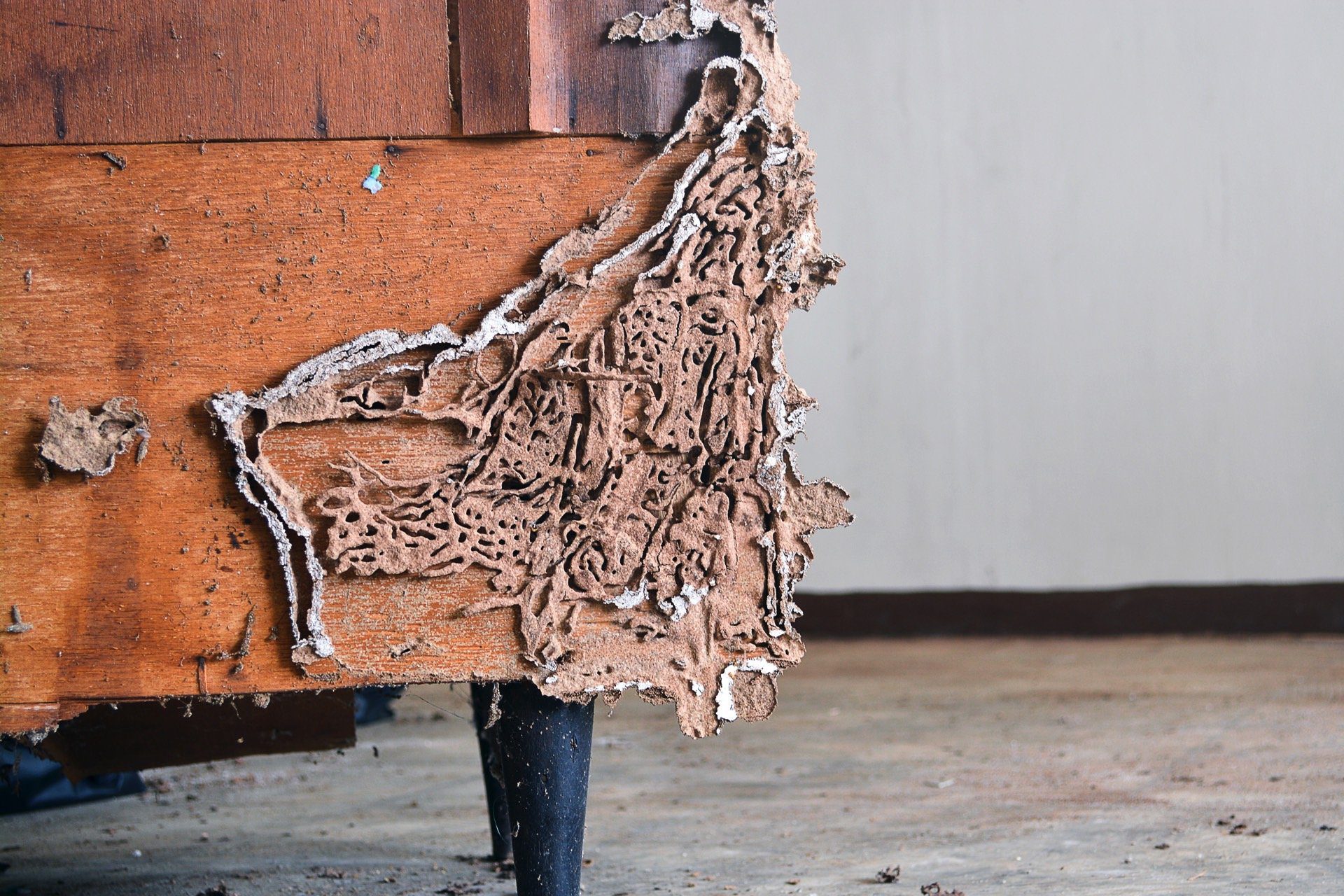 ما هي حشرة الأرضه