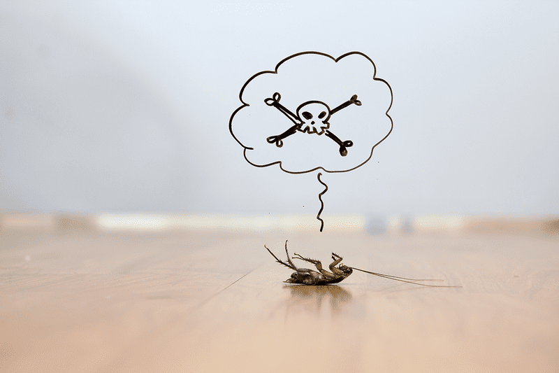 وصفة لقتل الصراصير