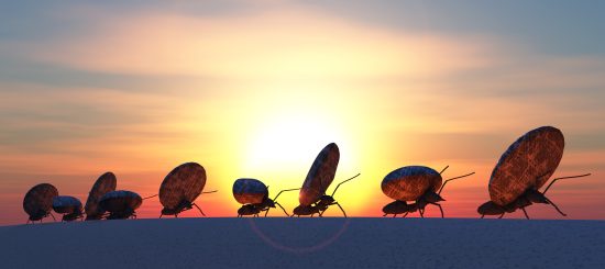 10 حقائق مثيرة عن النمل