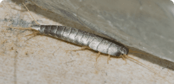 Gray Silverfish