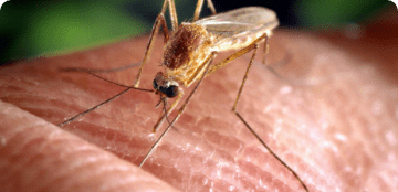 بعوضة النمر الآسيوي