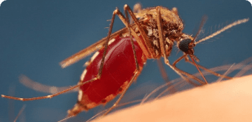 البعوض المنزلي