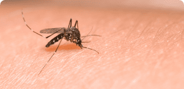 بعوضة الحمى الصفراء